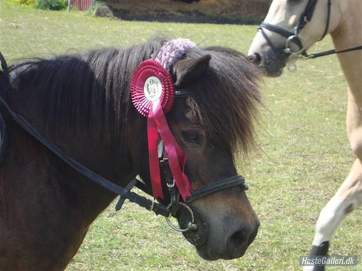 Anden særlig race » Tarzan.  - velkommen til tarzans profil (:´   - billede: her har vi lige redet nul i LE      foto: Thalia billede 1