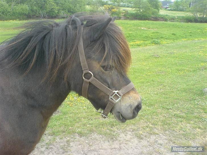Anden særlig race » Tarzan.  - tarzi på fold i;   foto: søs billede 3