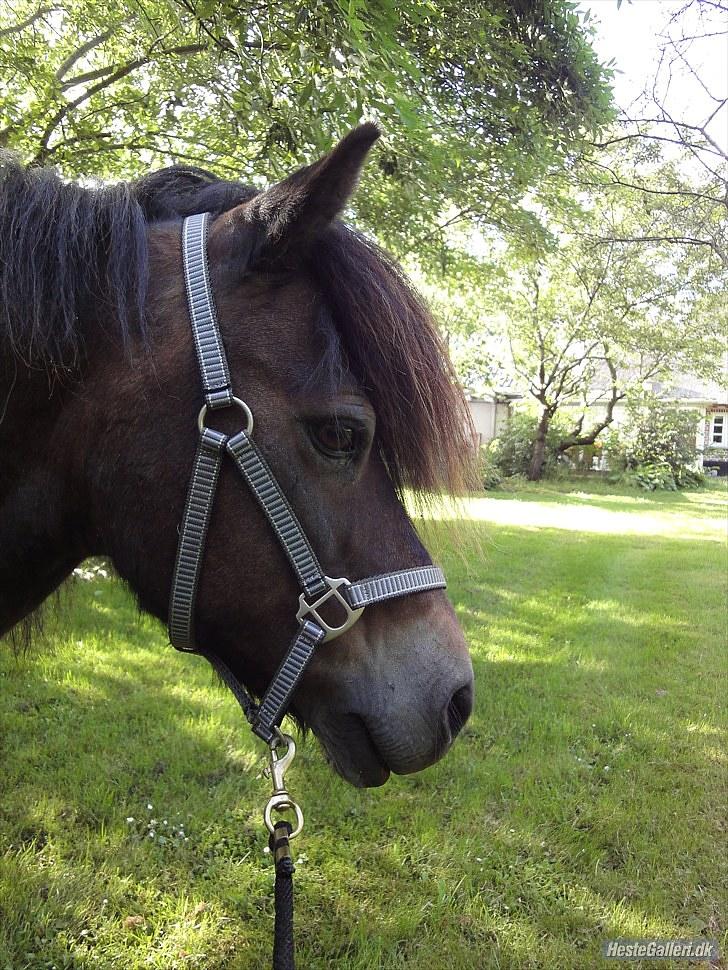 Anden særlig race » Tarzan.  - tarzan i; <3     foto: mig billede 6