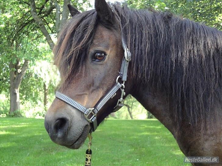 Anden særlig race » Tarzan.  - smukke tarzan <3,   foto: mig billede 7
