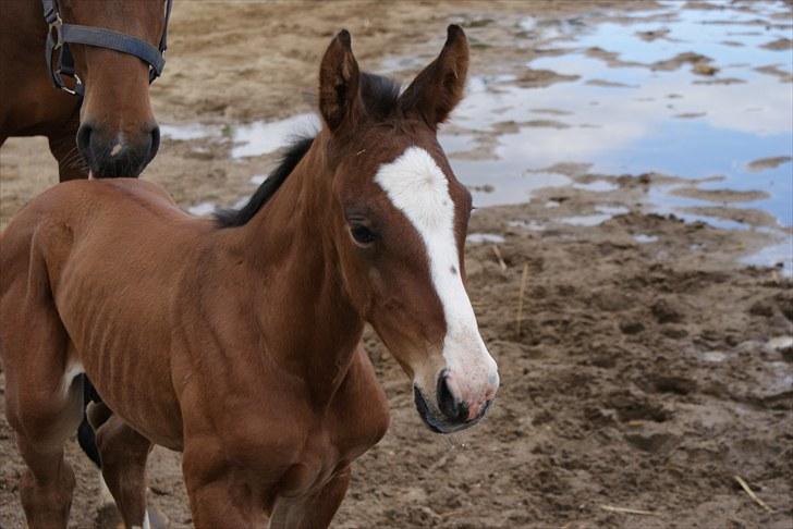 Dansk Varmblod Graversgaards  Champ Supreme billede 18