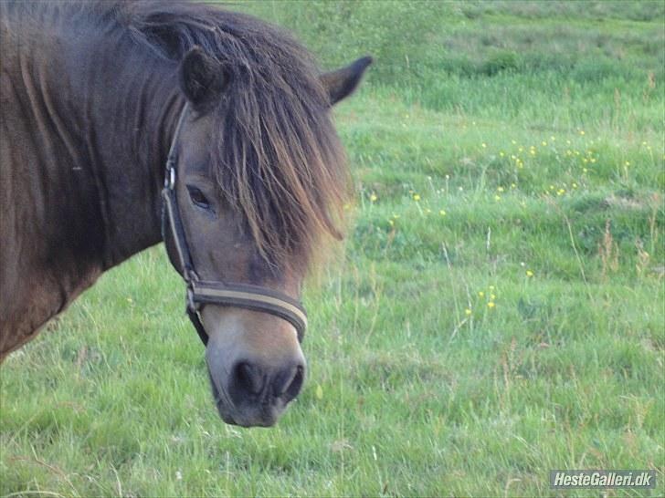 Anden særlig race » Tarzan.  - på fold <3. foto: mig billede 8