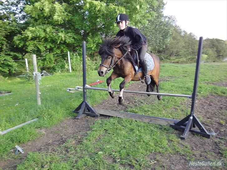 Anden særlig race » Tarzan.  - springtræning    foto: søs billede 9