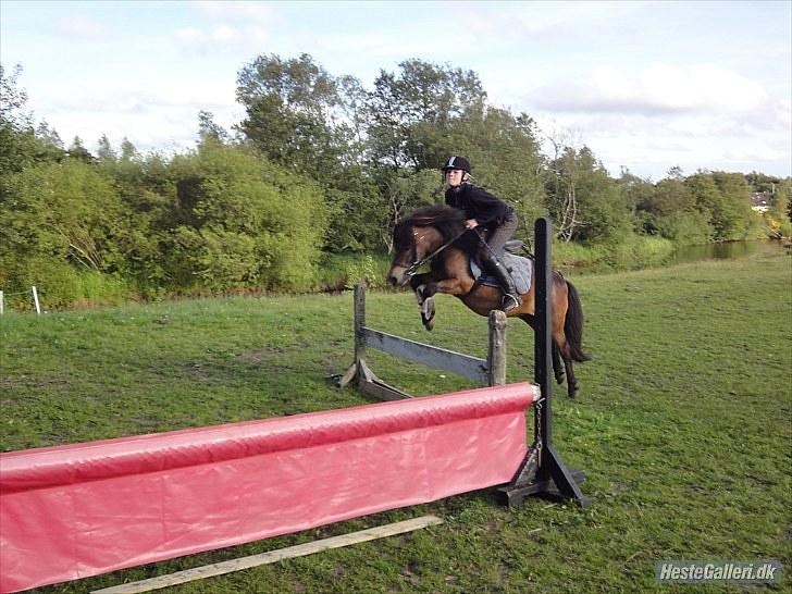 Anden særlig race » Tarzan.  - foto: søs billede 11