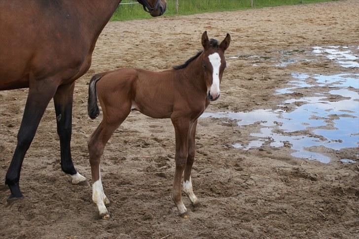 Dansk Varmblod Graversgaards  Champ Supreme - jeg er da for lækker billede 19