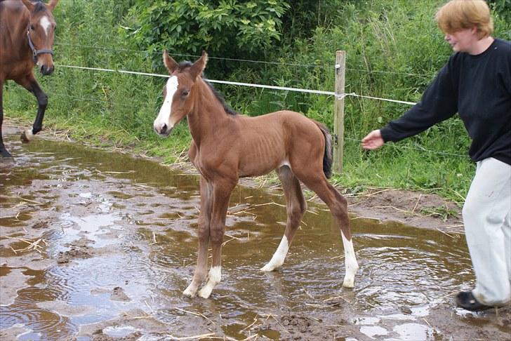 Dansk Varmblod Graversgaards  Champ Supreme billede 20