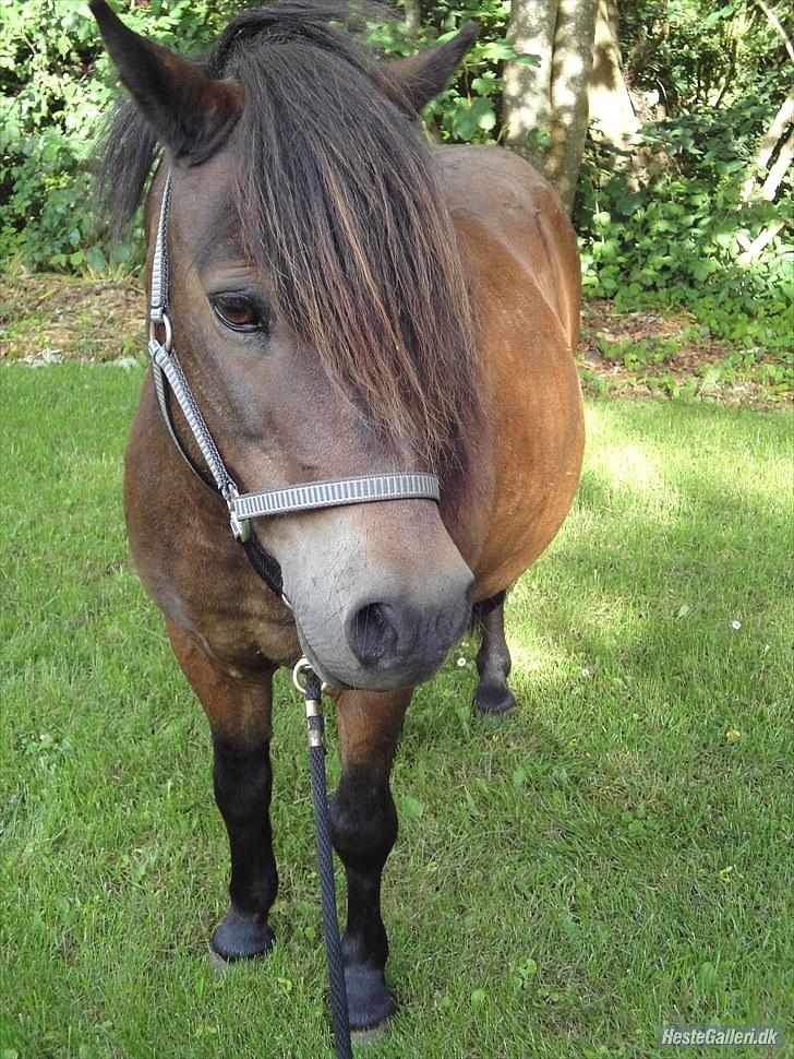 Anden særlig race » Tarzan.  billede 13