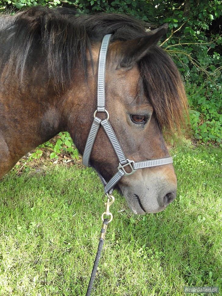 Anden særlig race » Tarzan.  billede 14