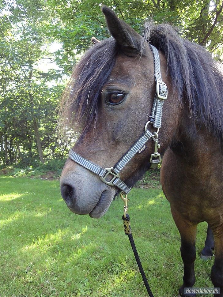 Anden særlig race » Tarzan.  billede 15