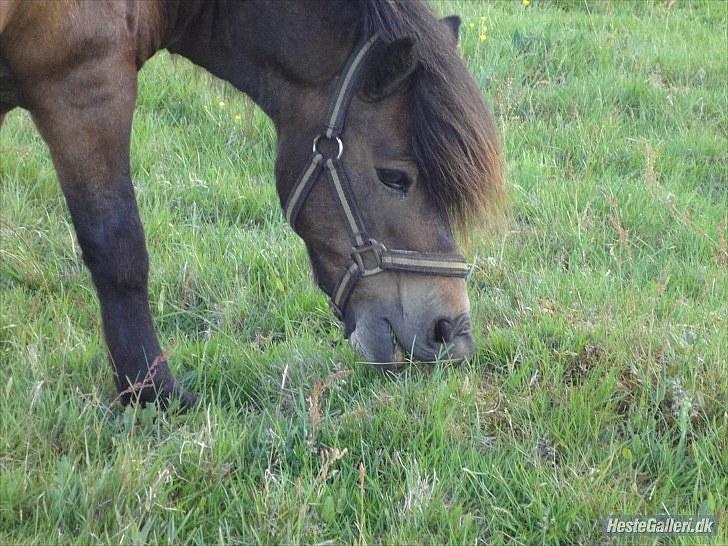 Anden særlig race » Tarzan.  billede 17