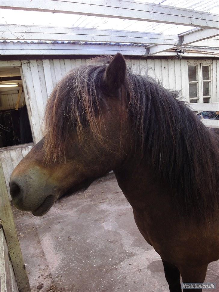 Anden særlig race » Tarzan.  billede 18