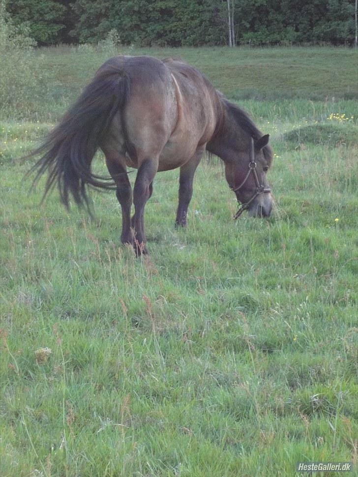 Anden særlig race » Tarzan.  - læg gerne en kommentar nu hvor i alligevel er her (:´  billede 19