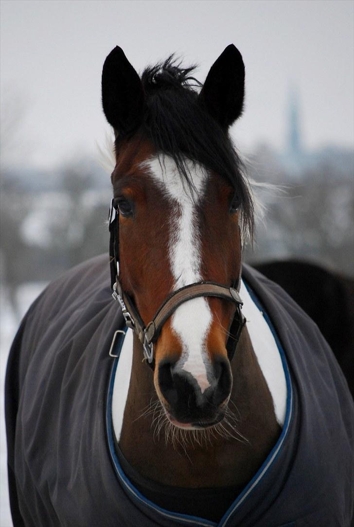 Pinto Coyote Girl :i - Min skønne hest i snen :-)



SHT-Foto billede 14