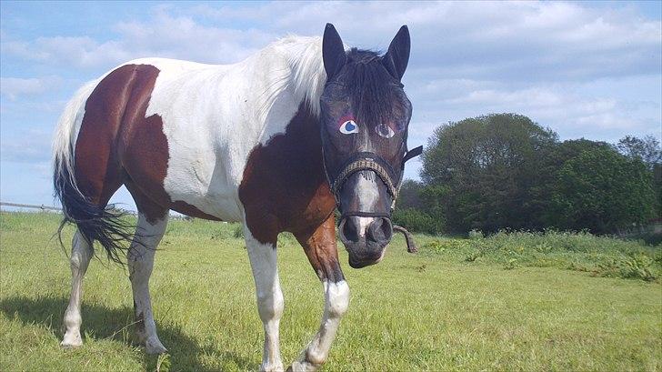 Pinto Coyote Girl :i - Coyote og hendes nye fluemaske :-D billede 6