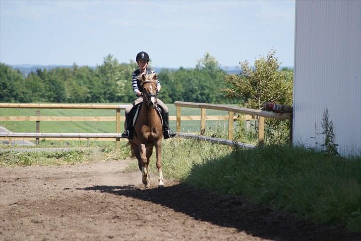 Anden særlig race Kira - 2x klubmester (solgt) - Gi` den gas pony! billede 12