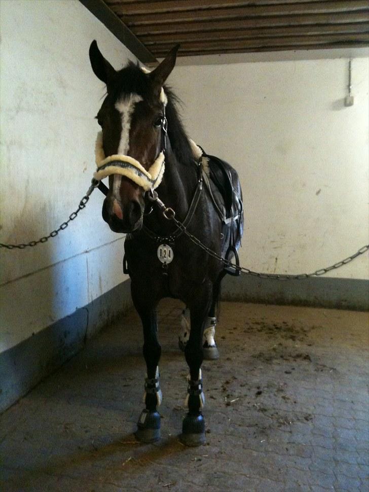 Irsk Sportspony Clonkela Miss - Smukke Clonkela, på vej ud at ride dagen efter hun kom hjem. Juni 2010 billede 10