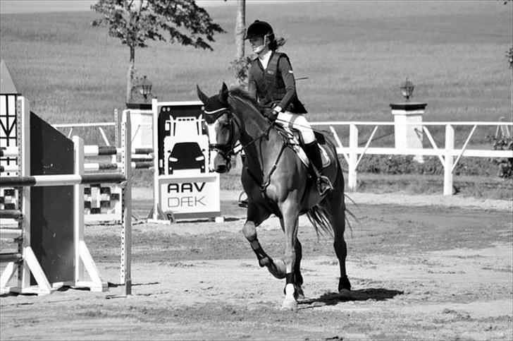 Holstener Clemento 2 - R.I.P :'( billede 18