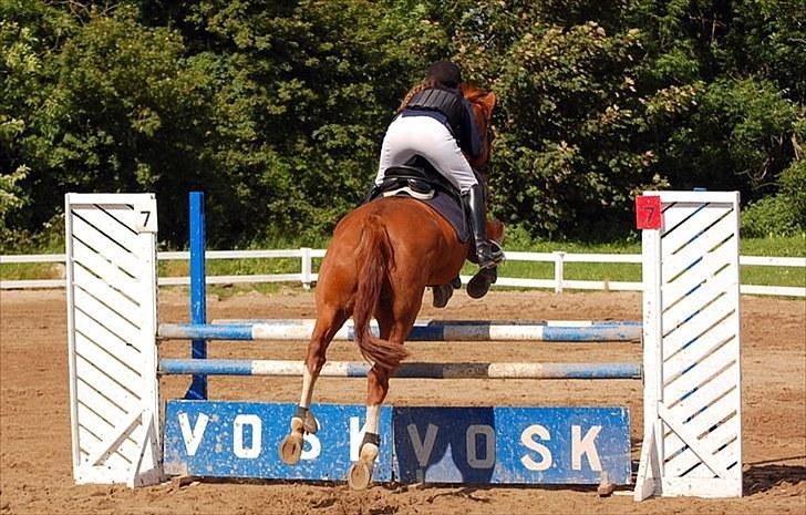 Zangersheide Gilbert Alfarvad Z *R.I.P* - Billede 2: Stævne i Vordingborg d. 20/6-10 - springer her LC (100 cm). Blev nr. 2 :) billede 6