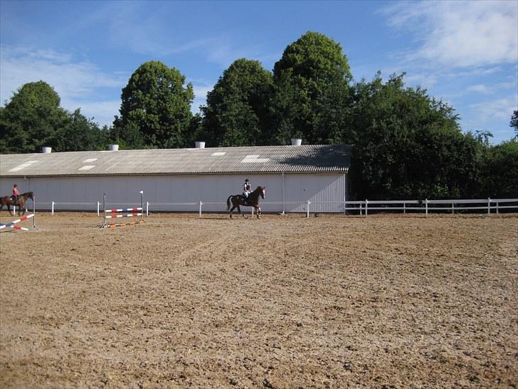 Zangersheide Gilbert Alfarvad Z *R.I.P* - Billede 12: Varmer op til Riders Cup i Suså d. 7-9/7-10 billede 12