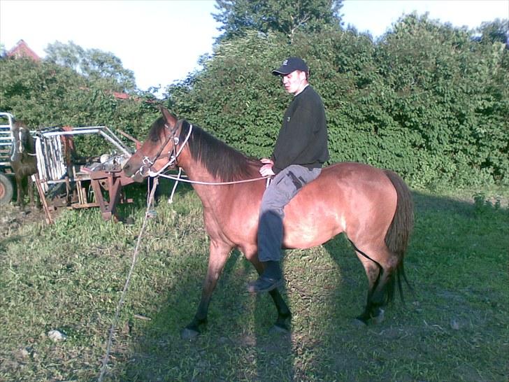 Anden særlig race Molly<3* tidligere  part  billede 5