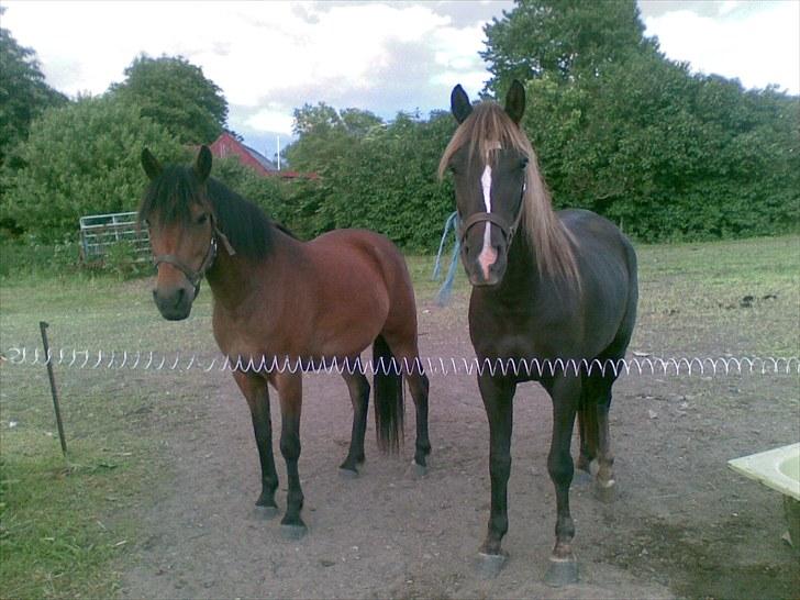 Anden særlig race Molly<3* tidligere  part  billede 7