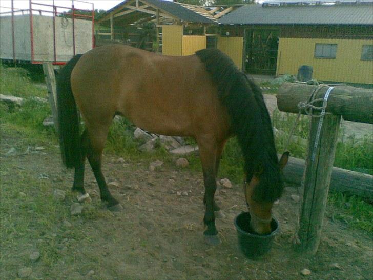 Anden særlig race Molly<3* tidligere  part  billede 8