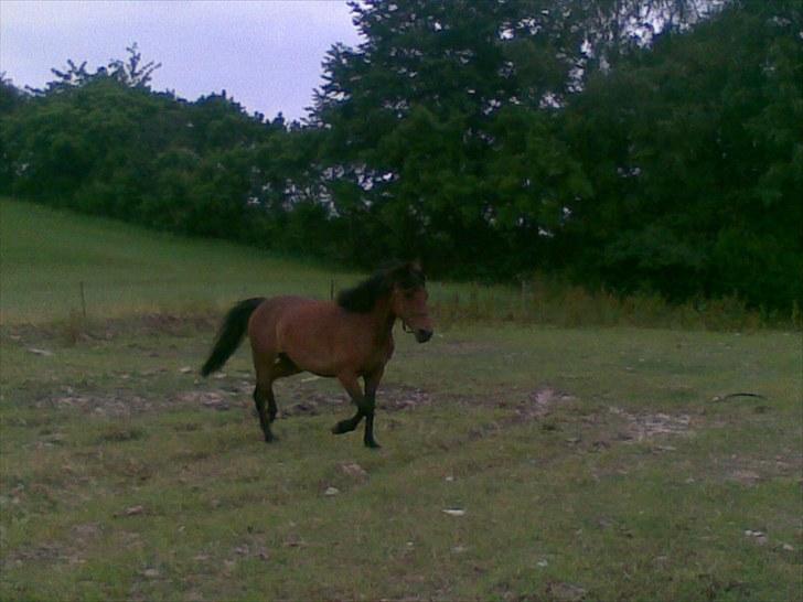 Anden særlig race Molly<3* tidligere  part  billede 9