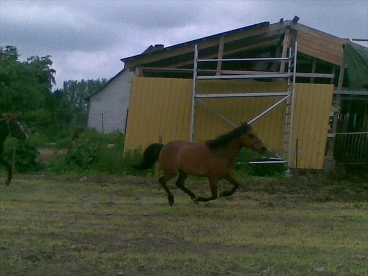 Anden særlig race Molly<3* tidligere  part  billede 10