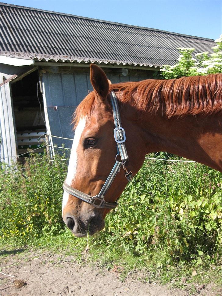 Zangersheide Gilbert Alfarvad Z *R.I.P* - Billede 14: Den beskidte hyp på fold d. 28/6-10 :) billede 14