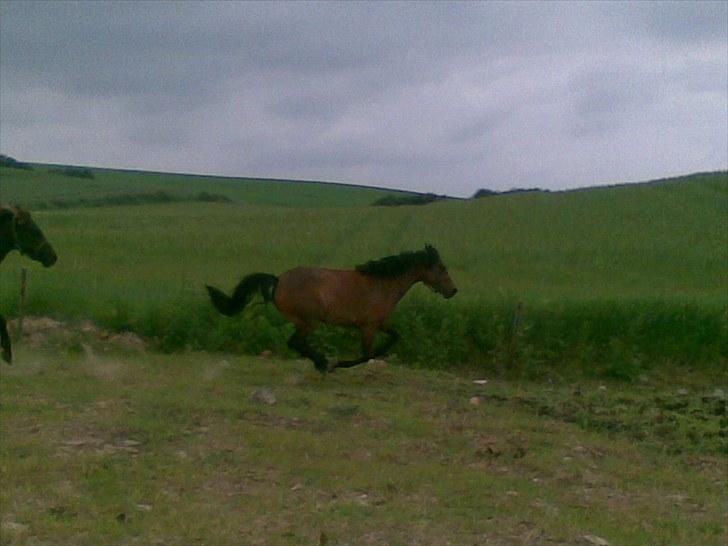 Anden særlig race Molly<3* tidligere  part  billede 11