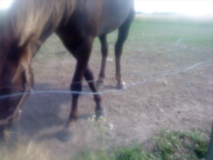 Anden særlig race Fuxie<3 (prinsessen)<3 billede 12