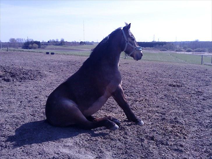 Anden særlig race Mescalero *mit et og alt*savnet  'R.I.P' - Se jeg sidder ned  billede 15