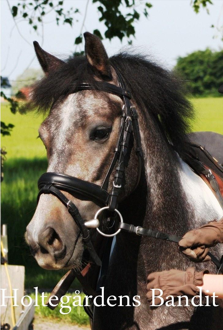 Tysk Sportspony Holtegårdens Bandit SOLGT - 1. billede 1