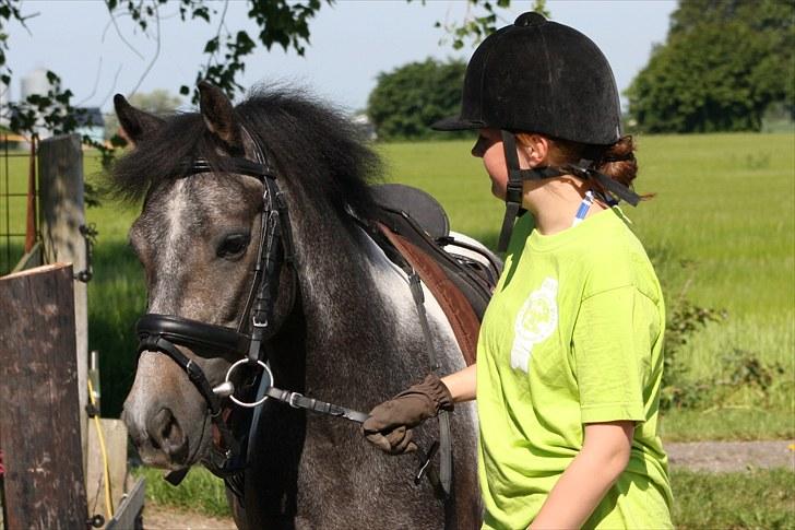 Tysk Sportspony Holtegårdens Bandit SOLGT - 2. billede 2