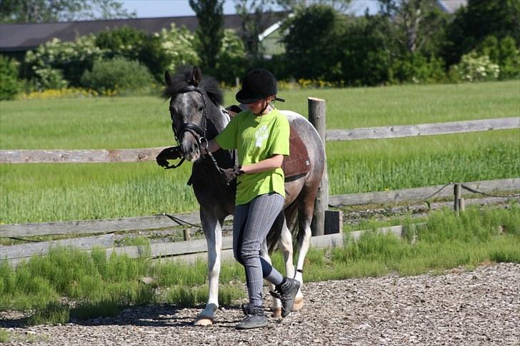 Tysk Sportspony Holtegårdens Bandit SOLGT - 3. billede 3