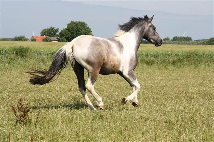 Tysk Sportspony Holtegårdens Bandit SOLGT - 4. billede 4