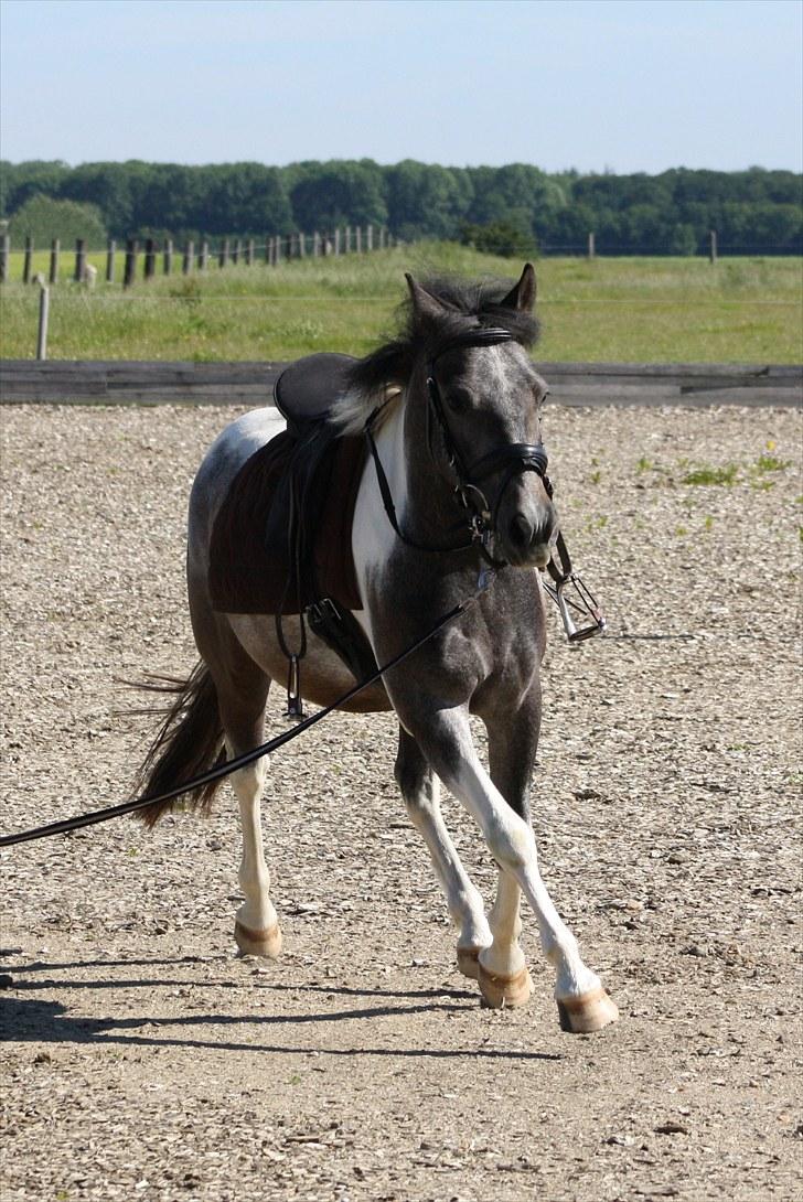Tysk Sportspony Holtegårdens Bandit SOLGT - 5. billede 5