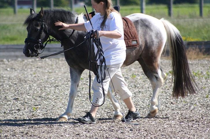 Tysk Sportspony Holtegårdens Bandit SOLGT - 6. billede 6