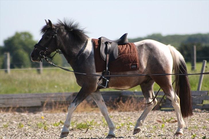 Tysk Sportspony Holtegårdens Bandit SOLGT - 7. billede 7