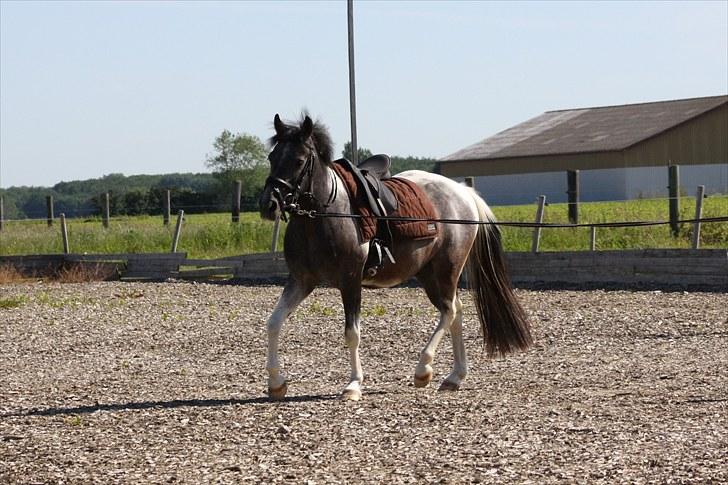 Tysk Sportspony Holtegårdens Bandit SOLGT - 13. billede 13