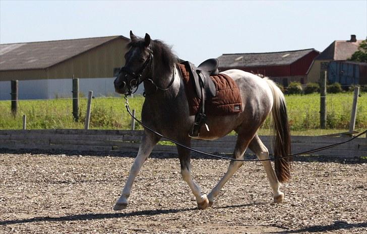 Tysk Sportspony Holtegårdens Bandit SOLGT - 8. billede 8
