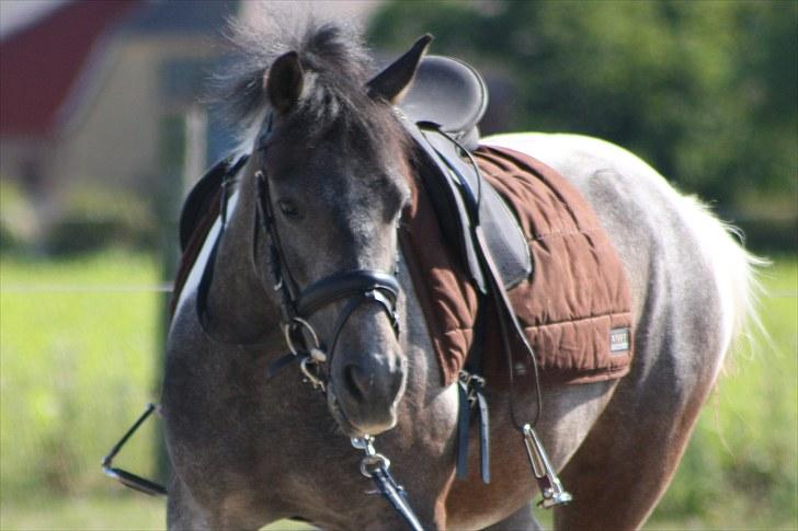 Tysk Sportspony Holtegårdens Bandit SOLGT - 10. billede 10