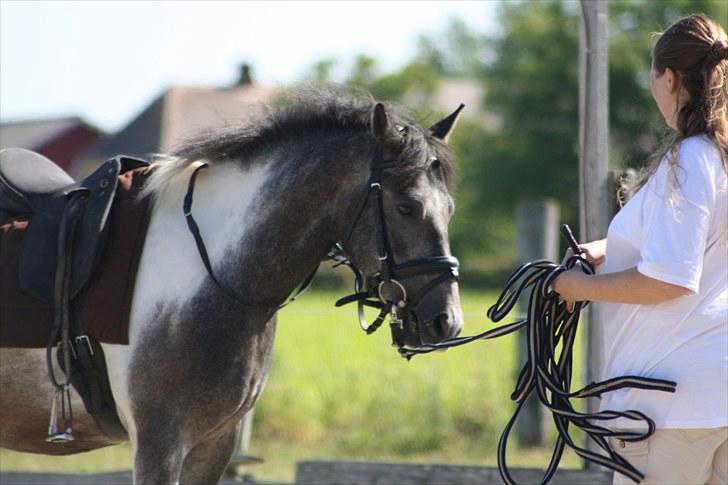 Tysk Sportspony Holtegårdens Bandit SOLGT - 12. billede 12