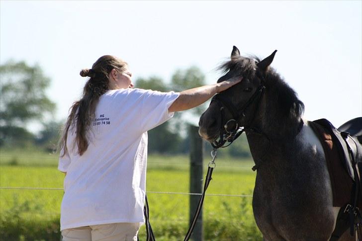 Tysk Sportspony Holtegårdens Bandit SOLGT - 11. billede 11