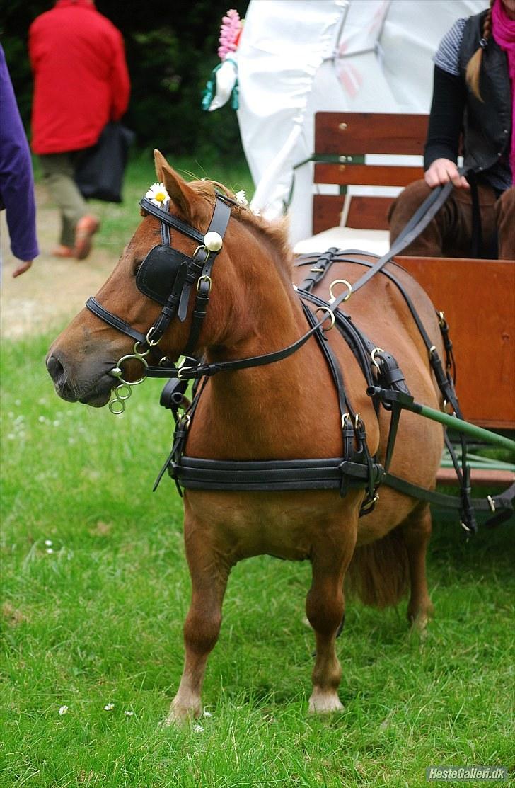 Anden særlig race Stella<3 billede 6