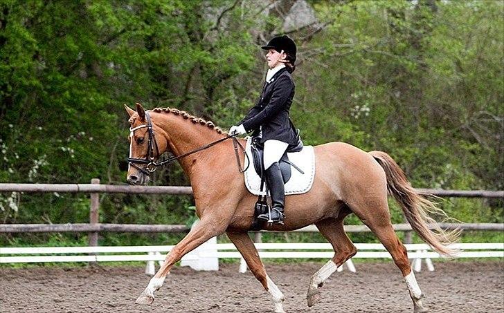 Dansk Varmblod Charmeur  billede 13