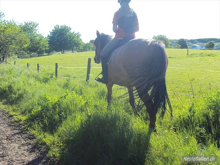 Anden særlig race Star<3*Rider* - Skridter gennem græsset. Maj 2010. Foto: Camilla Frederiksen billede 2