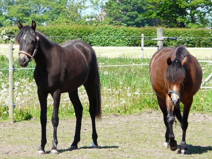 New Forest CK Chanell billede 14