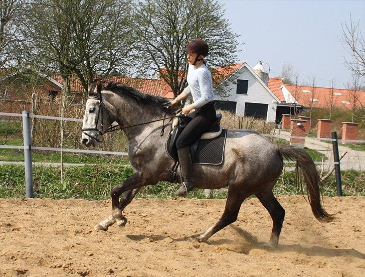 Anden særlig race Zera - april 2011 - galop billede 20