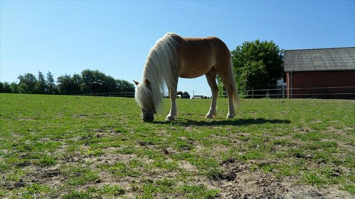 Tyroler Haflinger Stranor - mh, græs.. billede 5